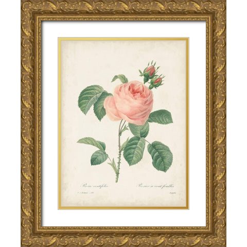 Vintage Redoute Roses IV Gold Ornate Wood Framed Art Print with Double Matting by Redoute, Pierre