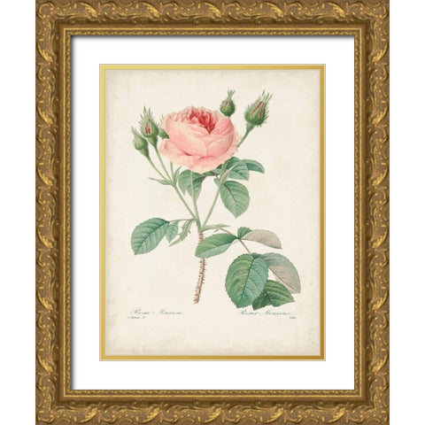 Vintage Redoute Roses VI Gold Ornate Wood Framed Art Print with Double Matting by Redoute, Pierre