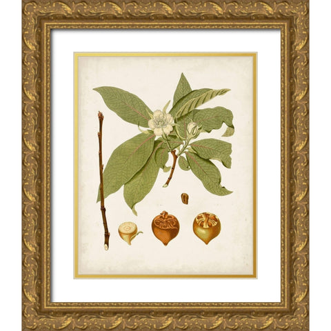 Antique Leaves I Gold Ornate Wood Framed Art Print with Double Matting by Unknown