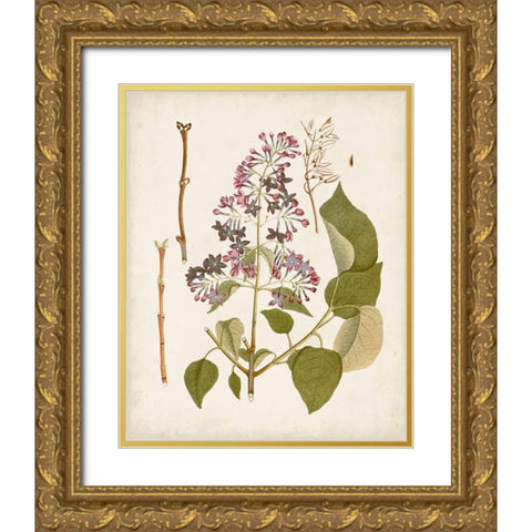 Vintage Flowering Trees II Gold Ornate Wood Framed Art Print with Double Matting by Unknown