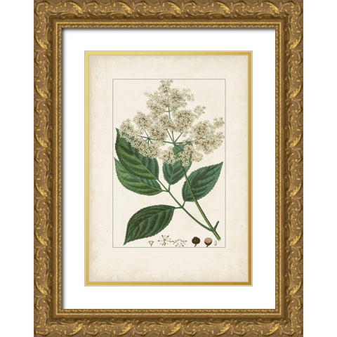 Antique Turpin Botanical V Gold Ornate Wood Framed Art Print with Double Matting by Turpin