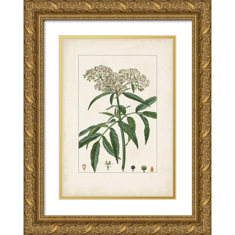 Antique Turpin Botanical VII Gold Ornate Wood Framed Art Print with Double Matting by Turpin