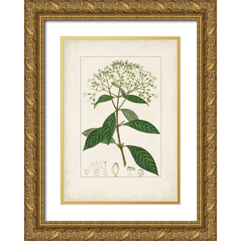 Antique Turpin Botanical VIII Gold Ornate Wood Framed Art Print with Double Matting by Turpin