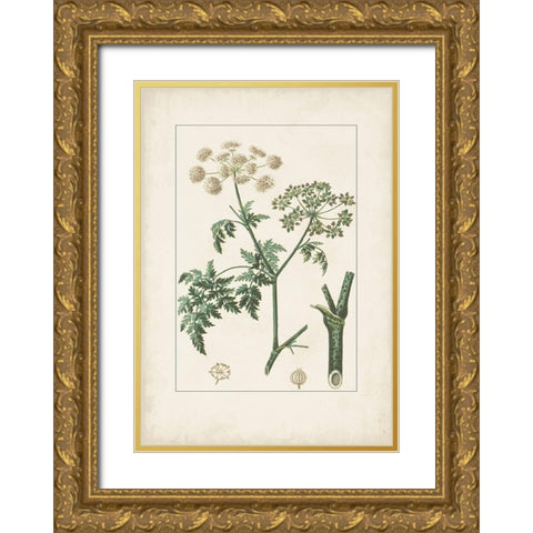 Antique Turpin Botanical IX Gold Ornate Wood Framed Art Print with Double Matting by Turpin