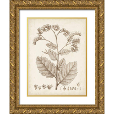 Antique Sepia Botanicals IV Gold Ornate Wood Framed Art Print with Double Matting by Unknown