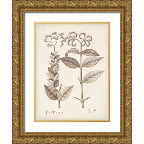 Antique Sepia Botanicals VI Gold Ornate Wood Framed Art Print with Double Matting by Unknown