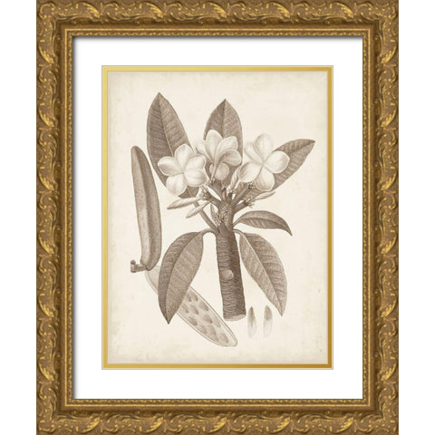 Antique Sepia Botanicals VII Gold Ornate Wood Framed Art Print with Double Matting by Unknown