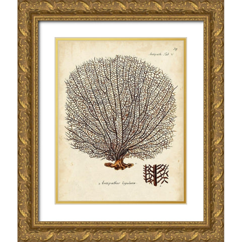 Esper Sea Fans I Gold Ornate Wood Framed Art Print with Double Matting by Esper, Johann