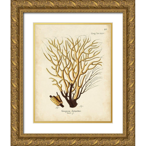 Esper Sea Fans IV Gold Ornate Wood Framed Art Print with Double Matting by Esper, Johann