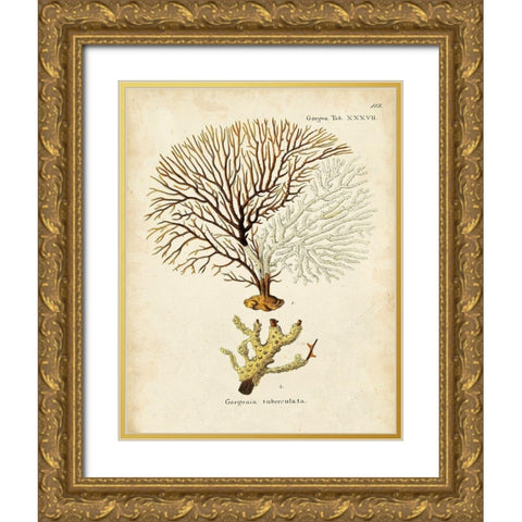 Esper Sea Fans V Gold Ornate Wood Framed Art Print with Double Matting by Esper, Johann