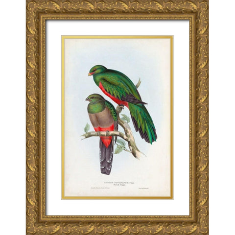 Gould Tropical Birds I Gold Ornate Wood Framed Art Print with Double Matting by Gould, John