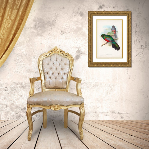 Gould Tropical Birds V Gold Ornate Wood Framed Art Print with Double Matting by Gould, John
