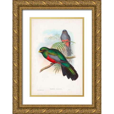 Gould Tropical Birds V Gold Ornate Wood Framed Art Print with Double Matting by Gould, John