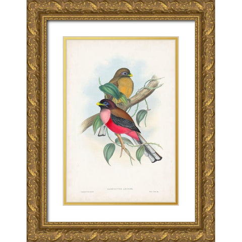 Gould Tropical Birds VIII Gold Ornate Wood Framed Art Print with Double Matting by Gould, John