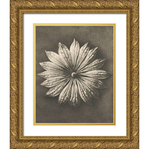Blossfeldt Flower II Gold Ornate Wood Framed Art Print with Double Matting by Blossfeldt, Karl