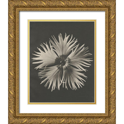 Blossfeldt Flower IV Gold Ornate Wood Framed Art Print with Double Matting by Blossfeldt, Karl