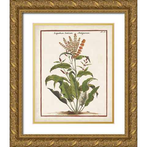 Munting Botanicals I Gold Ornate Wood Framed Art Print with Double Matting by Munting, Abraham