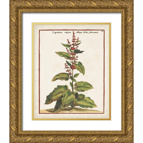 Munting Botanicals IV Gold Ornate Wood Framed Art Print with Double Matting by Munting, Abraham