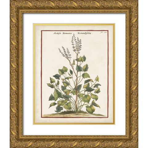 Munting Botanicals V Gold Ornate Wood Framed Art Print with Double Matting by Munting, Abraham
