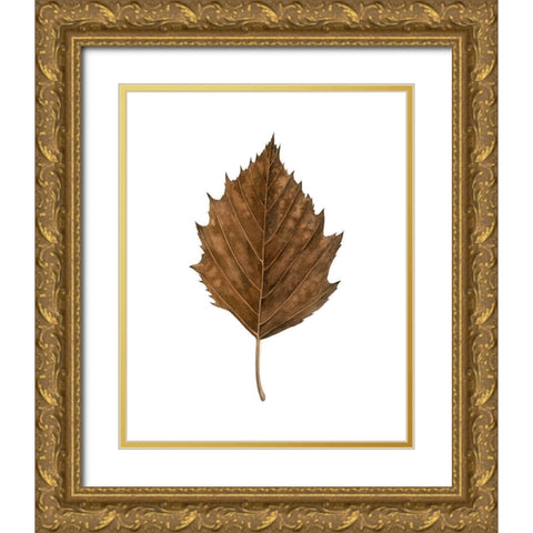 Fall Leaf Study III Gold Ornate Wood Framed Art Print with Double Matting by Popp, Grace