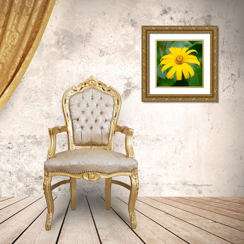 Cropped Garden Flowers II Gold Ornate Wood Framed Art Print with Double Matting by DeNardo, Laura