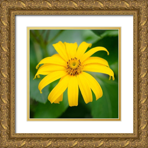 Cropped Garden Flowers II Gold Ornate Wood Framed Art Print with Double Matting by DeNardo, Laura