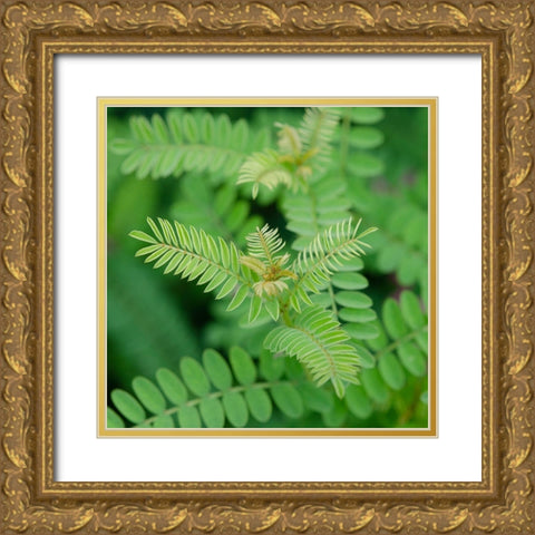 Cropped Garden Leaves II Gold Ornate Wood Framed Art Print with Double Matting by DeNardo, Laura