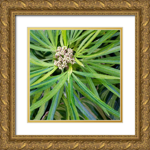 Cropped Garden Leaves V Gold Ornate Wood Framed Art Print with Double Matting by DeNardo, Laura