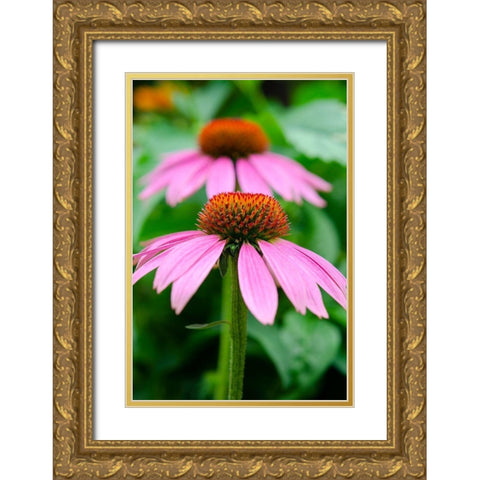 Pink Coneflowers I Gold Ornate Wood Framed Art Print with Double Matting by DeNardo, Laura