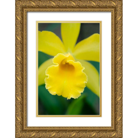 Garden Array II Gold Ornate Wood Framed Art Print with Double Matting by DeNardo, Laura