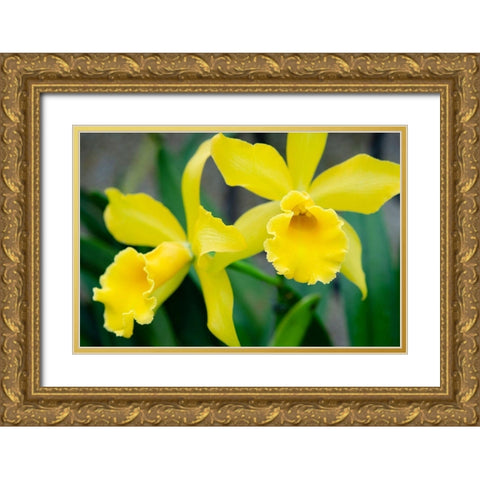 Garden Array III Gold Ornate Wood Framed Art Print with Double Matting by DeNardo, Laura