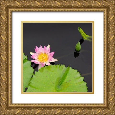 Water Lily Flowers II Gold Ornate Wood Framed Art Print with Double Matting by DeNardo, Laura