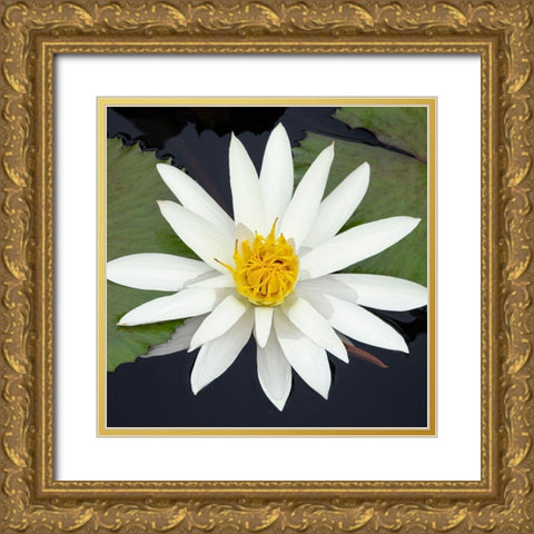 Water Lily Flowers V Gold Ornate Wood Framed Art Print with Double Matting by DeNardo, Laura