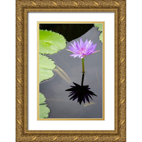 Water Lily Flowers VI Gold Ornate Wood Framed Art Print with Double Matting by DeNardo, Laura