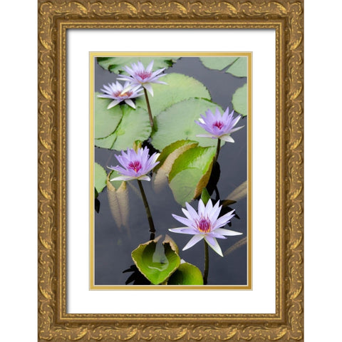 Water Lily Flowers VII Gold Ornate Wood Framed Art Print with Double Matting by DeNardo, Laura