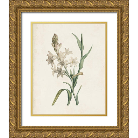 Classic Botanicals I Gold Ornate Wood Framed Art Print with Double Matting by Redoute, Pierre