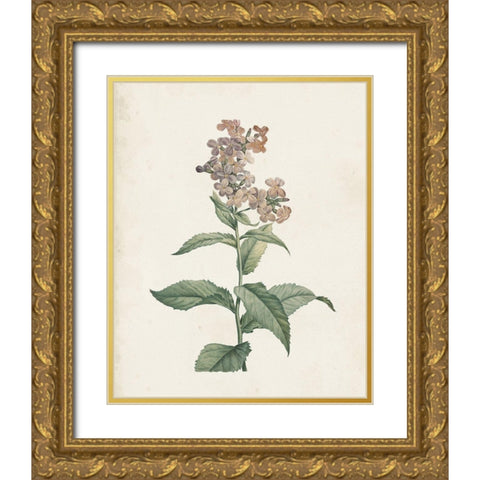 Classic Botanicals II Gold Ornate Wood Framed Art Print with Double Matting by Redoute, Pierre
