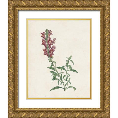 Classic Botanicals IV Gold Ornate Wood Framed Art Print with Double Matting by Redoute, Pierre