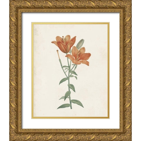 Classic Botanicals V Gold Ornate Wood Framed Art Print with Double Matting by Redoute, Pierre