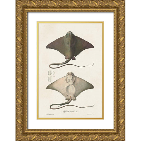 Antique Rays IV Gold Ornate Wood Framed Art Print with Double Matting by Unknown