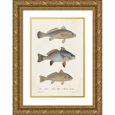 Species of Antique Fish III Gold Ornate Wood Framed Art Print with Double Matting by Unknown