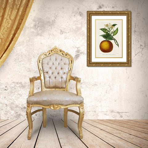 Antique Citrus Fruit I Gold Ornate Wood Framed Art Print with Double Matting by Bessa, Pancrace