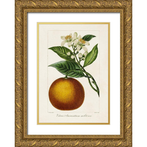 Antique Citrus Fruit I Gold Ornate Wood Framed Art Print with Double Matting by Bessa, Pancrace