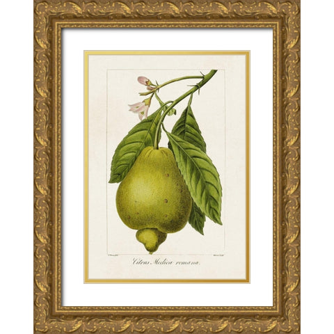 Antique Citrus Fruit III Gold Ornate Wood Framed Art Print with Double Matting by Bessa, Pancrace