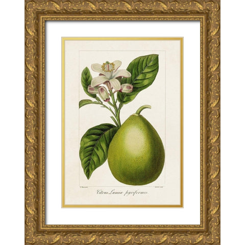Antique Citrus Fruit IV Gold Ornate Wood Framed Art Print with Double Matting by Bessa, Pancrace
