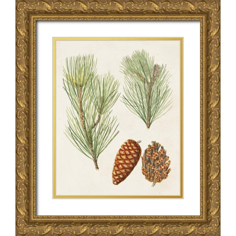 Antique Pine Cones I Gold Ornate Wood Framed Art Print with Double Matting by Unknown