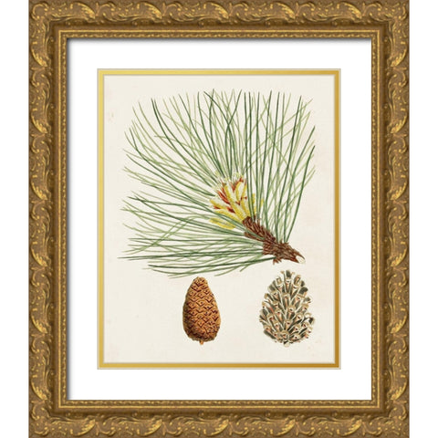 Antique Pine Cones IV Gold Ornate Wood Framed Art Print with Double Matting by Unknown