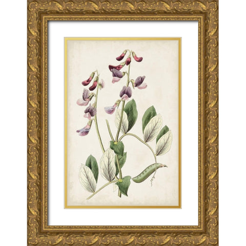Antique Botanical Collection I Gold Ornate Wood Framed Art Print with Double Matting by Ridgeway