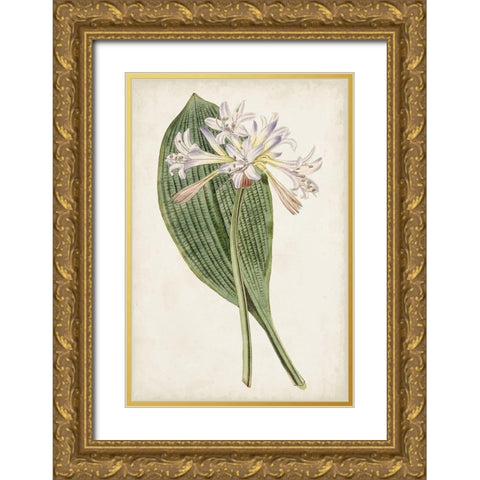 Antique Botanical Collection IV Gold Ornate Wood Framed Art Print with Double Matting by Ridgeway