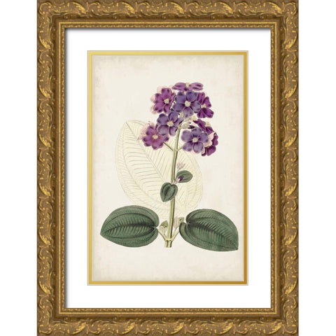 Antique Botanical Collection V Gold Ornate Wood Framed Art Print with Double Matting by Ridgeway